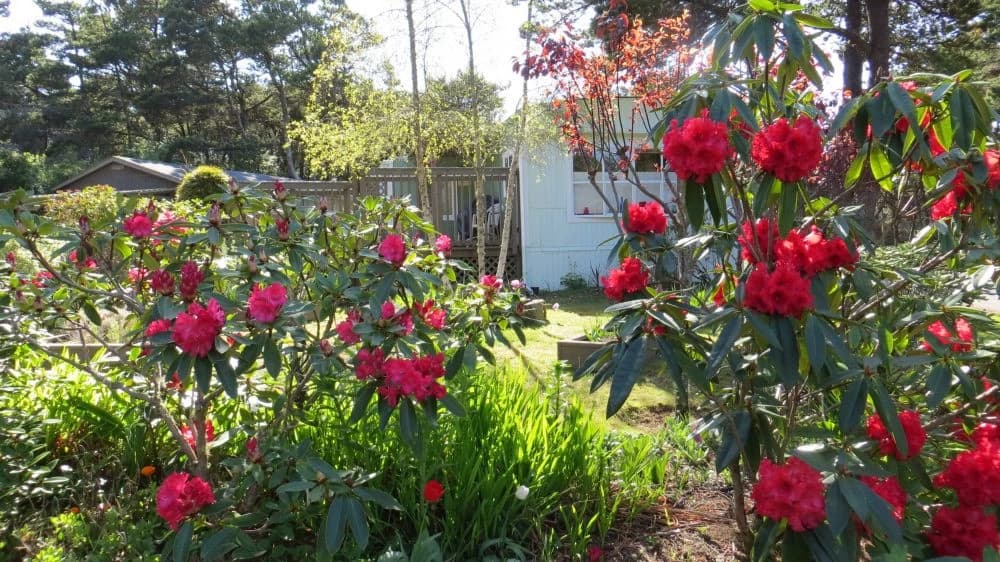 Smugglers Cove Dog Friendly Fenced Yard vacation rental in Florence — photo 5