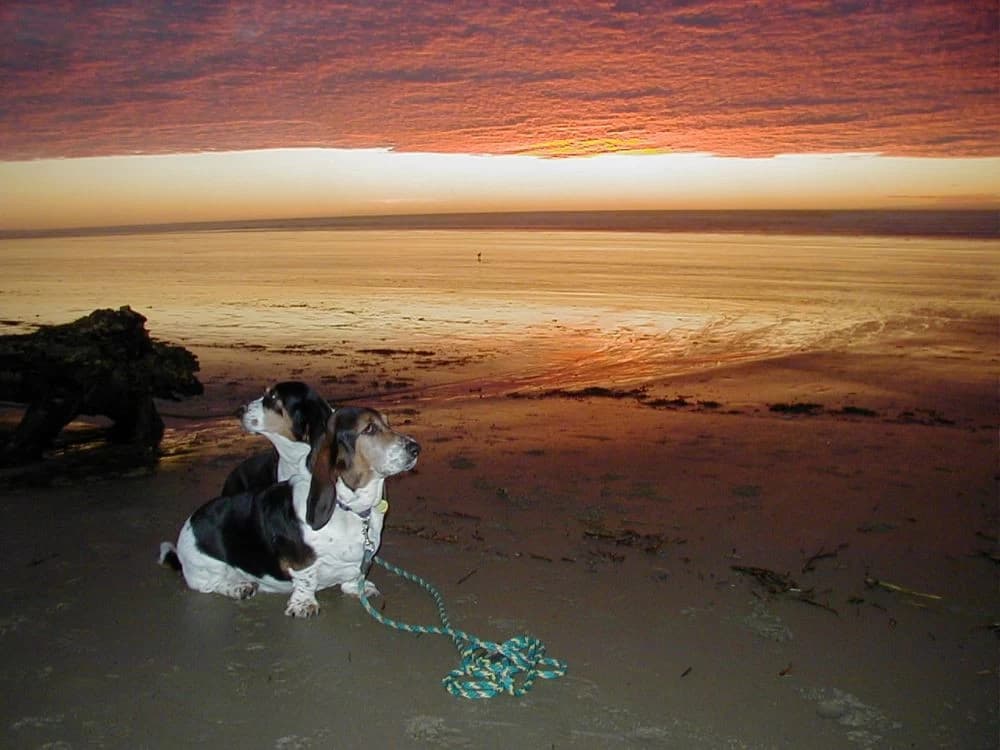 Two basset hounds sit on wet sand in Florence during a fiery orange ocean sunset