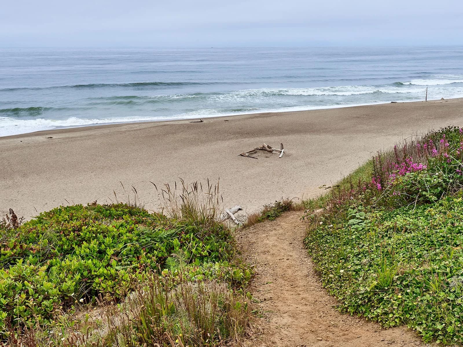 Dirt path through Lincoln Beach dunes and purple wildflowers to sand and ocean