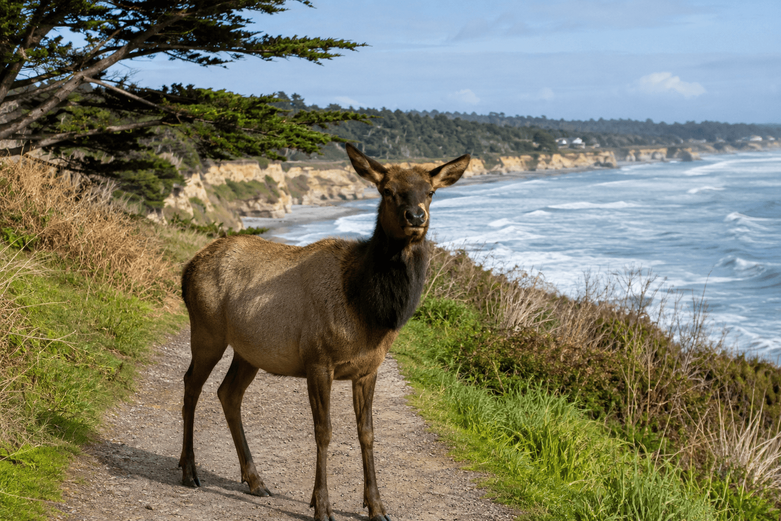 Coastal view of Elk